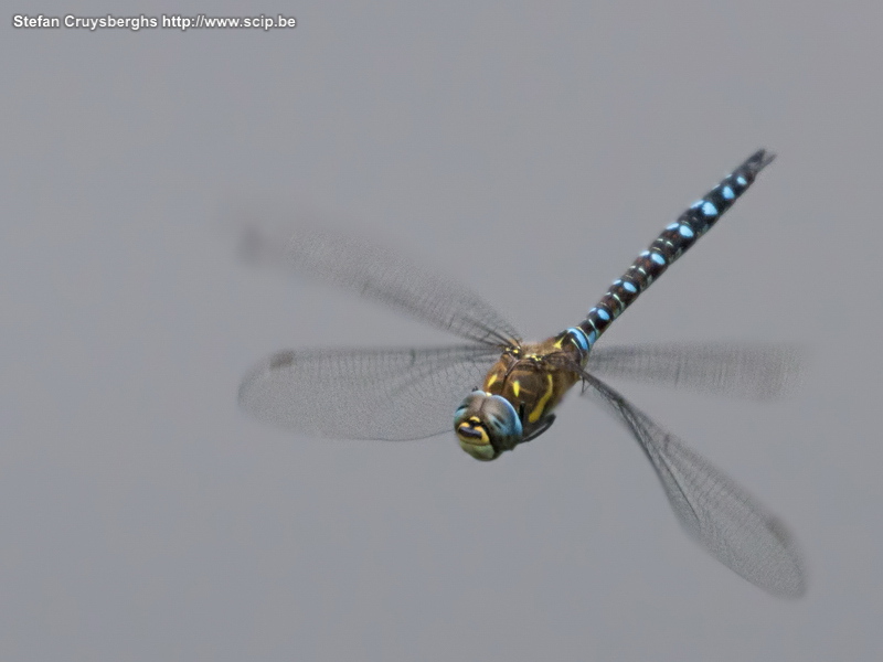 Insects - Flying dragonfly Some macro photos of dragonflies, beetles and grashoppers. Stefan Cruysberghs